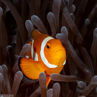 Amphiprion ocellaris (False Clown Anemonefish)