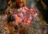 Coryphellina flamma (Flame Coryphellina)