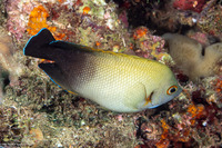 Centropyge vroliki (Pearl-Scaled Angelfish)
