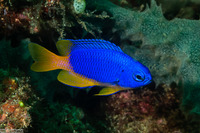 Pomacentrus coelestis (Neon Damsel)