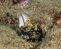Echidna nebulosa (Snowflake Moray)