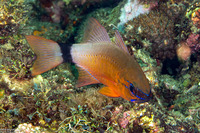 Ostorhinchus aureus (Ringtailed Cardinalfish)
