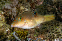 Canthigaster compressa (Fingerprint Toby)