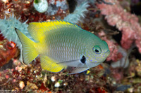 Pomacentrus nigromarginatus (Blackmargined Damsel)