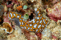 Botrylloides leachii (Botrylloides Leachii)