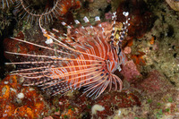 Pterois antennata (Spotfin Lionfish)