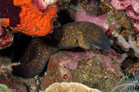 Gymnothorax flavimarginatus (Yellowmargin Moray)