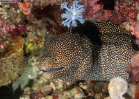 Gymnothorax meleagris (Whitemouth Moray)