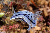 Chromodoris willani (Willan's Chromodoris)