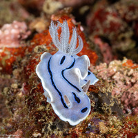Chromodoris willani (Willan's Chromodoris)