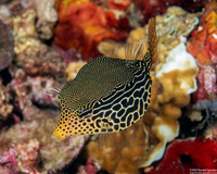 Ostracion solorense (Solor Boxfish)