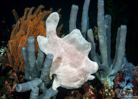 Antennarius commerson (Commerson's Frogfish)