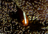 Amphiprion sandaracinos (Orange Anemonefish)