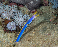 Rhinomuraena quaesita (Ribbon Eel)