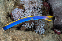 Rhinomuraena quaesita (Ribbon Eel)