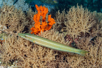 Cheilio inermis (Cigar Wrasse)