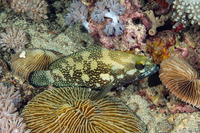 Epinephelus ongus (Speckledfin Grouper)