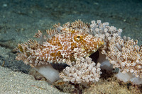 Pseudomonacanthus macrurus (Strapweed Filefish)