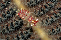 Dasycaris ceratops (Horned Sea Pen Shrimp)