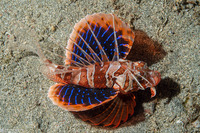 Parapterois heterura (Gurnard Lionfish)