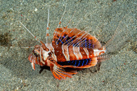 Parapterois heterura (Gurnard Lionfish)