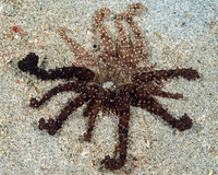 Actinostephanus haeckeli (Haeckel's Sand Anemone)