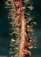 Caprella sp.1 (Skeleton Shrimp)