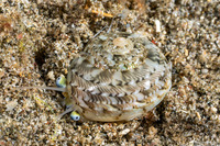 Ethalia guamensis (Guam Button Top Shell)