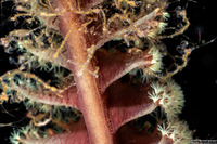 Caprella sp.1 (Skeleton Shrimp)