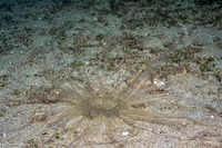 Dofleinia armata (Armed Anemone)