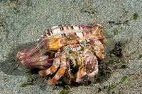 Dardanus pedunculatus (Anemone Hermit Crab)
