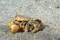 Dardanus woodmasoni (Woodmason's Hermit Crab)