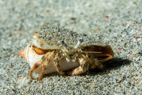 Dardanus woodmasoni (Woodmason's Hermit Crab)