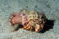 Dardanus pedunculatus (Anemone Hermit Crab)