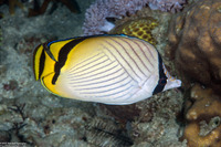 Chaetodon vagabundus (Vagabond Butterflyfish)