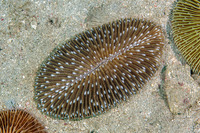 Ctenactis albitentaculata (Ctenactis Albitentaculata)