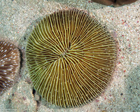Fungia fungites (Common Mushroom Coral)