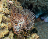 Sabellastarte spectabilis (Common Feather Duster Worm)
