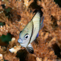 Dascyllus reticulatus (Reticulated Dascyllus)