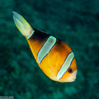 Amphiprion clarkii (Clark's Anemonefish)