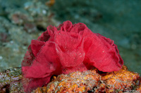 Hexabranchus lacer (Spanish Lace Dancer)