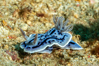 Chromodoris willani (Willan's Chromodoris)