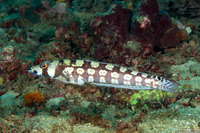 Parapercis tetracantha (Reticulated Sandperch)