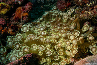 Goniopora cf. djiboutiensis (Goniopora cf. Djiboutiensis)