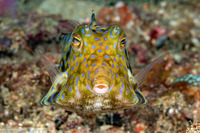 Lactoria fornasini (Thornback Cowfish)