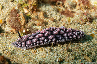 Phyllidiopsis fissurata (Phyllidiopsis Fissurata)