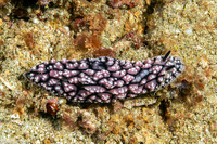 Phyllidiopsis fissurata (Phyllidiopsis Fissurata)