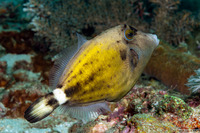 Cantherhines fronticinctus (Spectacled Filefish)