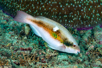 Scarus forsteni (Bluepatch Parrotfish)