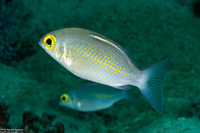 Scolopsis ciliata (Whitestreak Monocle Bream)